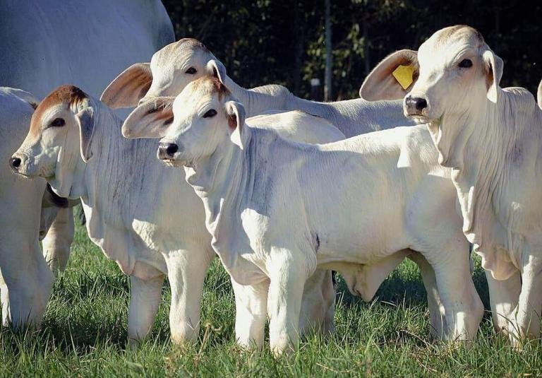 Bezerros de alta genética em pastagem verde