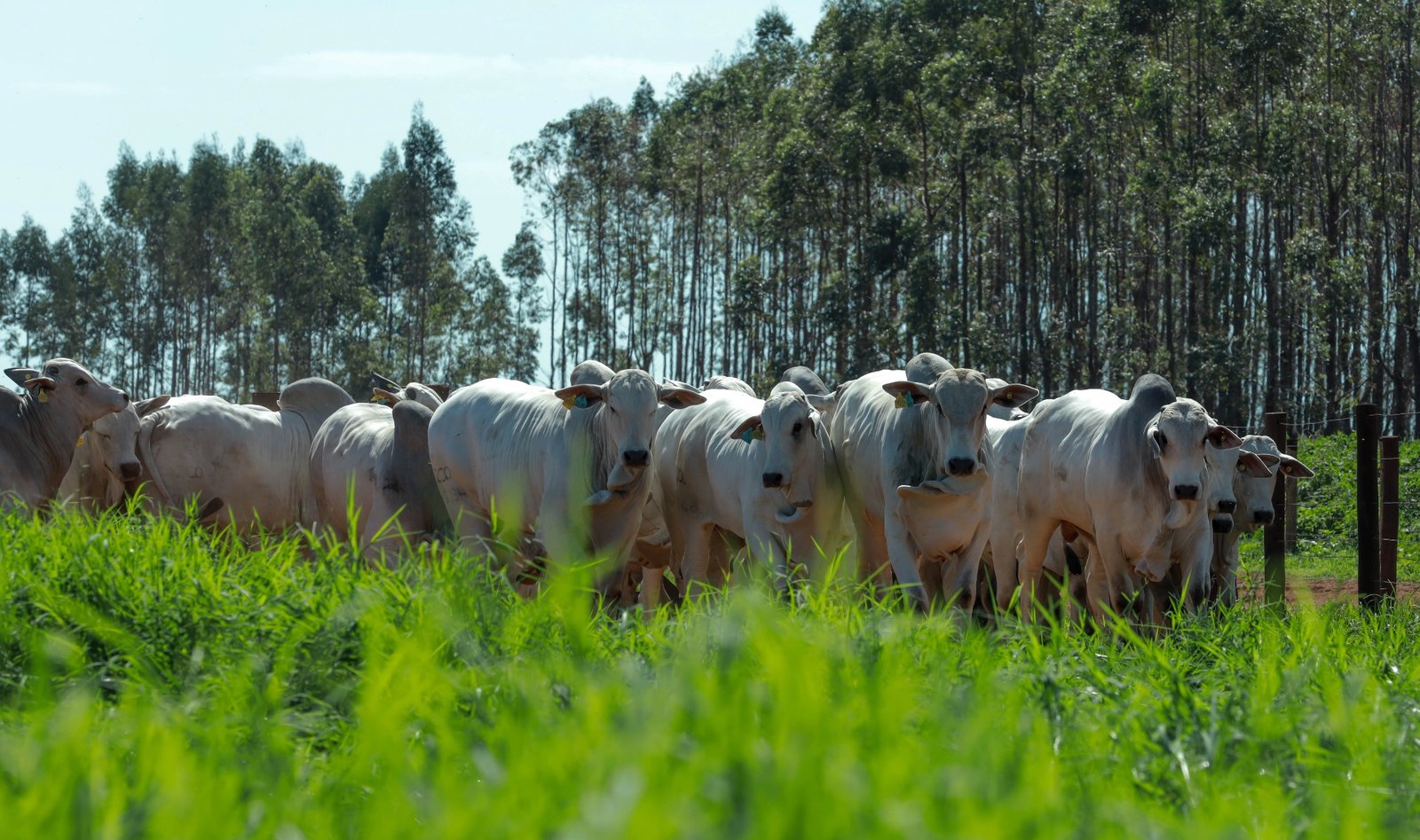 Pastagem com gado em fazenda brasileira ao pôr do sol
